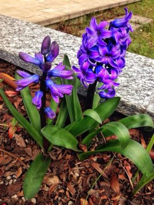  ¡Descubre la leyenda del Giacinto y cómo una flor simboliza el amor imposible!